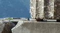 Delphi bird